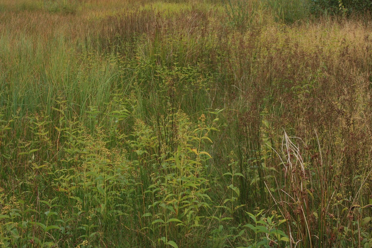 Juncus acutiflorus, Sharpflower Rush
